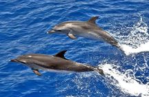Dolphin Searching Tour in Puerto de Mogán ("KEEPER UNO" Boat)