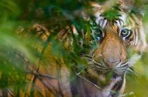5 Days Golden Triangle Tour and Ranthambore Wildlife Safari 