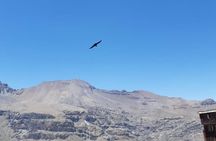 Condor watching tour at the Andes + Artisan Village in Santiago