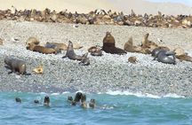 Paracas Fullday - Islas Ballestas y Nationalpark in Minibuggy