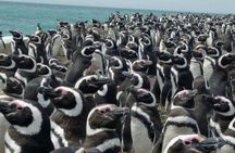PUERTO MADRYN: Punta Tombo and walk into the largest penguin colony in South America