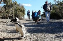 PUERTO MADRYN: Punta Tombo and walk into the largest penguin colony in South America