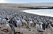 Full day excursion to Pedral, Guided visit to the Penguin Colony and countryside day with lunch

