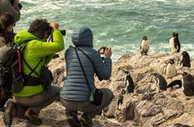 Puerto Madryn: VALDÉS PENINSULA with visit to the Magellanic penguin colony