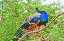 All Inclusive Overnight Tented Camping in Yala From Kandy