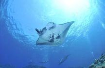  West Nusa Penida with Snorkeling Swim With Manta Rays