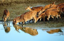 Half Day Safari at Yala National Park From Kataragama