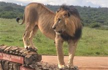 Nairobi National Park game drive. Free Airport pick / drop off.