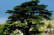 Discover the Hidden Gems: Qadisha, Bcharee, Cedars and Kozhaya