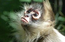 Manu Jungle Tour (4 Days)
