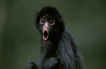 Manu Jungle Tour (4 Days)