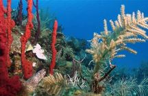 Aquatic Wonderland: Discover Meso's Magic" 