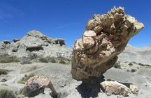 El Calafate: Day Trip to the spectacular Petrified Forest La Leona