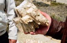 El Calafate: Day Trip to the spectacular Petrified Forest La Leona