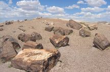 El Calafate: Day Trip to the spectacular Petrified Forest La Leona