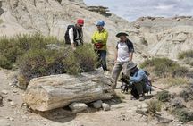 El Calafate: Day Trip to the spectacular Petrified Forest La Leona