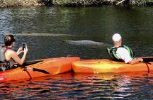 Manatees and Mangrove Tunnels Small Group Kayak Tour