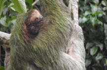 Excellent Wildlife Tour in Bijagua de Upala
