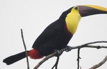 Excellent Wildlife Tour in Bijagua de Upala