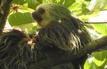 Excellent Wildlife Tour in Bijagua de Upala