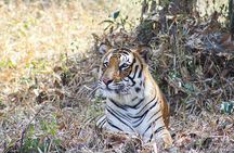 India's Golden Triangle Tour With Tigers 9 Days - ALL INCLUSIVE