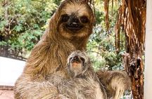 ROATAN: Zipline-Sloths-Snorkeling-City Tour Chocolate & Rum
