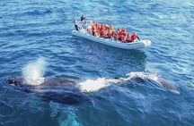Whale Watching