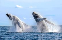 Whale Watching