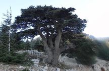 Beiteddine and Al-Chouf Cedar Reserve