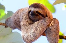 Cruise Ship Combo: Sloths, Chocolate Factory, City Tour, Beach, Private Shuttle