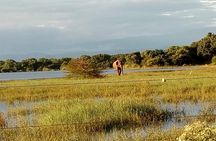 Udawalawe Safari - Private & Customize Tour