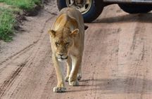 3 Days Serengeti & Ngorongoro Tour
