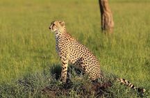 3 days Tarangire, Lake Manyara and Ngorongoro