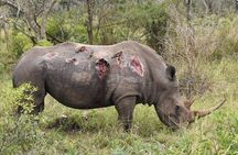 3 days Tarangire, Lake Manyara and Ngorongoro