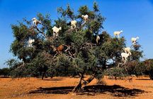 Full day trip to Essaouira from Marrakech