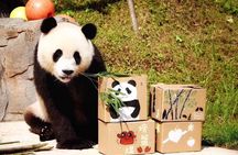 One Day Trip to Chengdu Panda Base & Hanglongxi Ancient Town