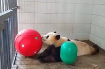 One Day Trip to Chengdu Panda Base & Hanglongxi Ancient Town