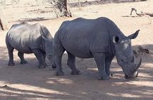 Game Drive and Rhino Walk