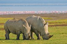Lake Nakuru National park Day Tour From Nairobi 