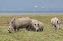 Lake Nakuru National park Day Tour From Nairobi 