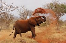 2 Days Tsavo Safari Adventure Nairobi Kenya !
