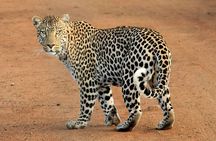 2 Days Tsavo Safari Adventure Nairobi Kenya !