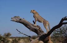 2 Days Tsavo Safari Adventure Nairobi Kenya !