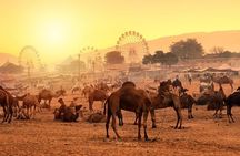 Private One Day Trip to Pushkar from Jaipur 