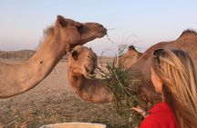 Private Morning Desert Safari