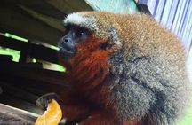 Monkey Island, Amazon River & Native Aquatic Species - All tickets included