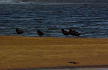 Sandwich Harbour & Pelican Point Full Day Tour