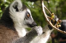 Madagascar Lemur Adventure