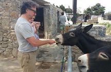 Visit the Mykonian Farm in Mykonos