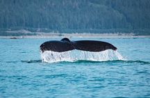 Narrated Whale Watching Cruise with Glacier View Stop
